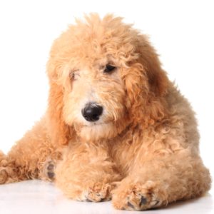 puppy food for goldendoodle