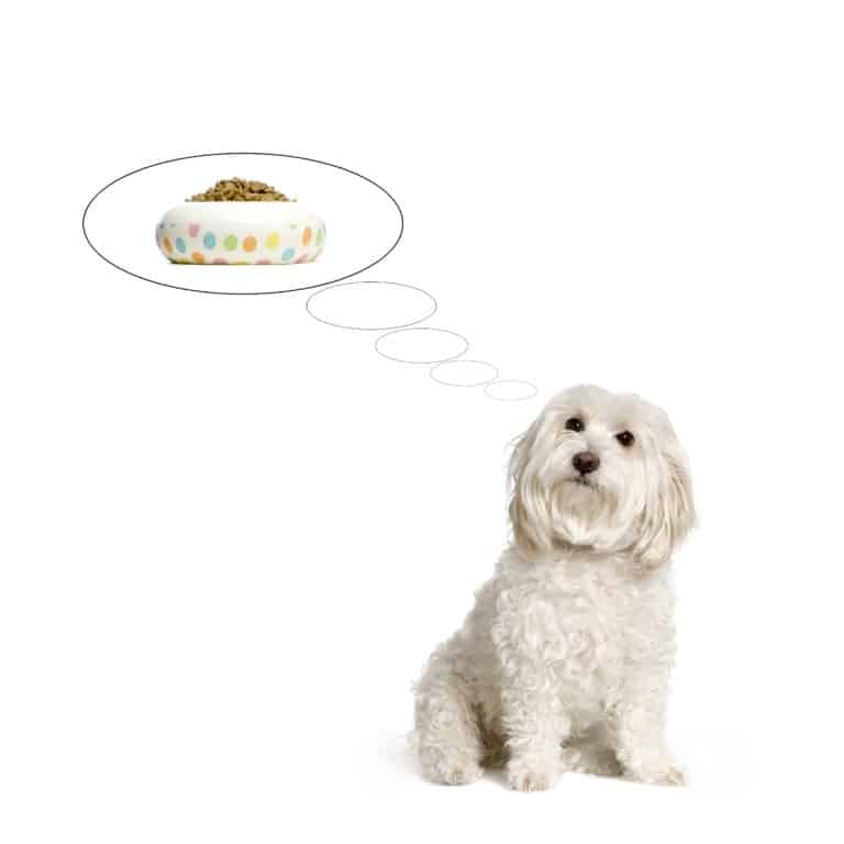 ? Best Dog Food for Maltese & Puppy Food in 2024 ? GoodPuppyFood
