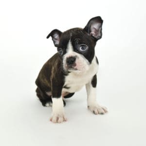 best food for boston terrier puppy