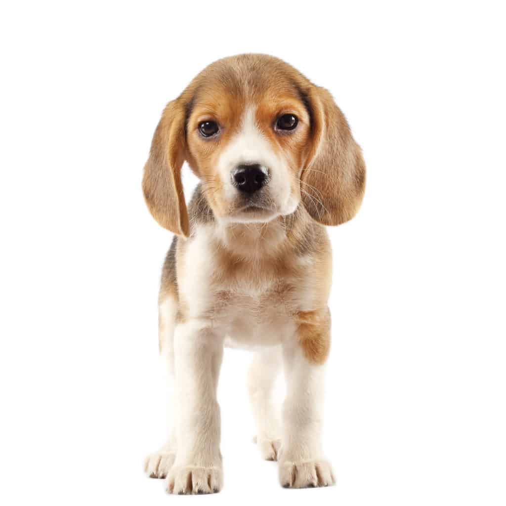 Beagle Puppy Weight Growth Chart
