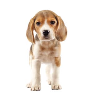 best puppy food for beagles