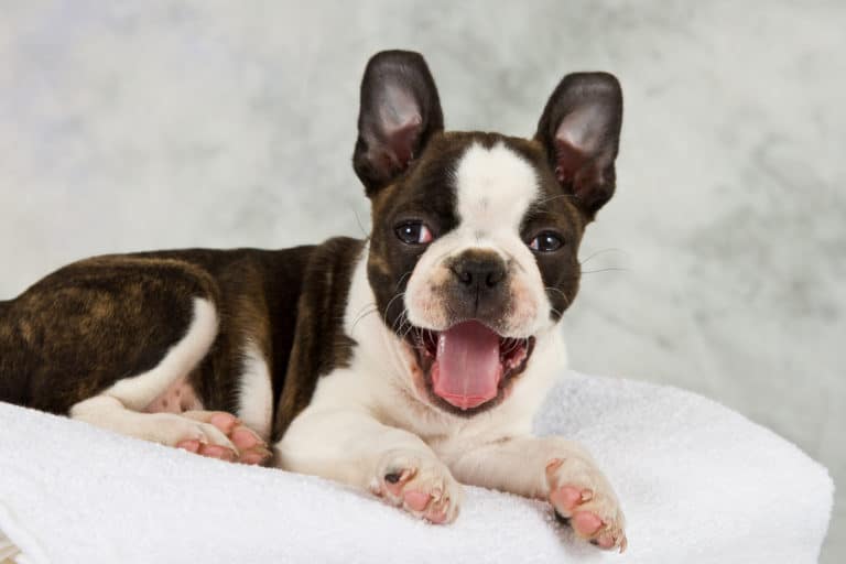 ? Best Food for Boston Terrier Puppy & Adult 2024 ? GoodPuppyFood