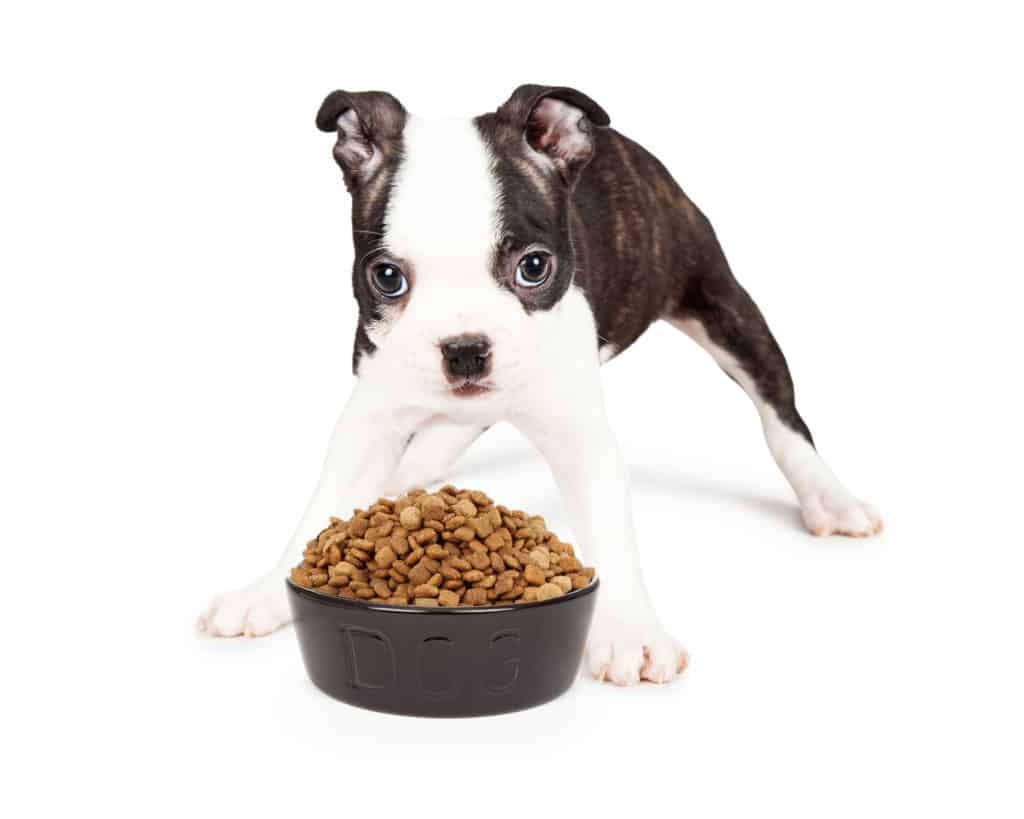 boston terrier food