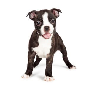 boston terrier puppy