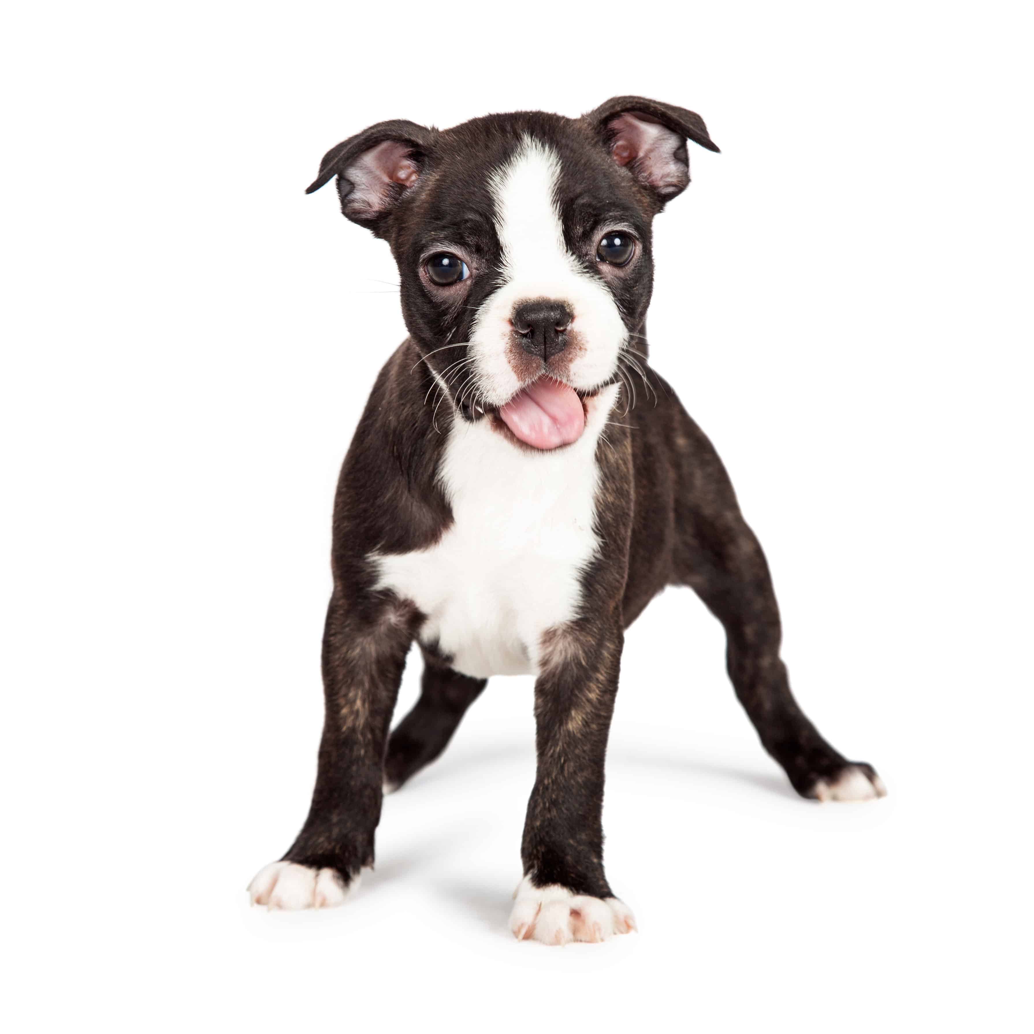 boston terrier puppies playing