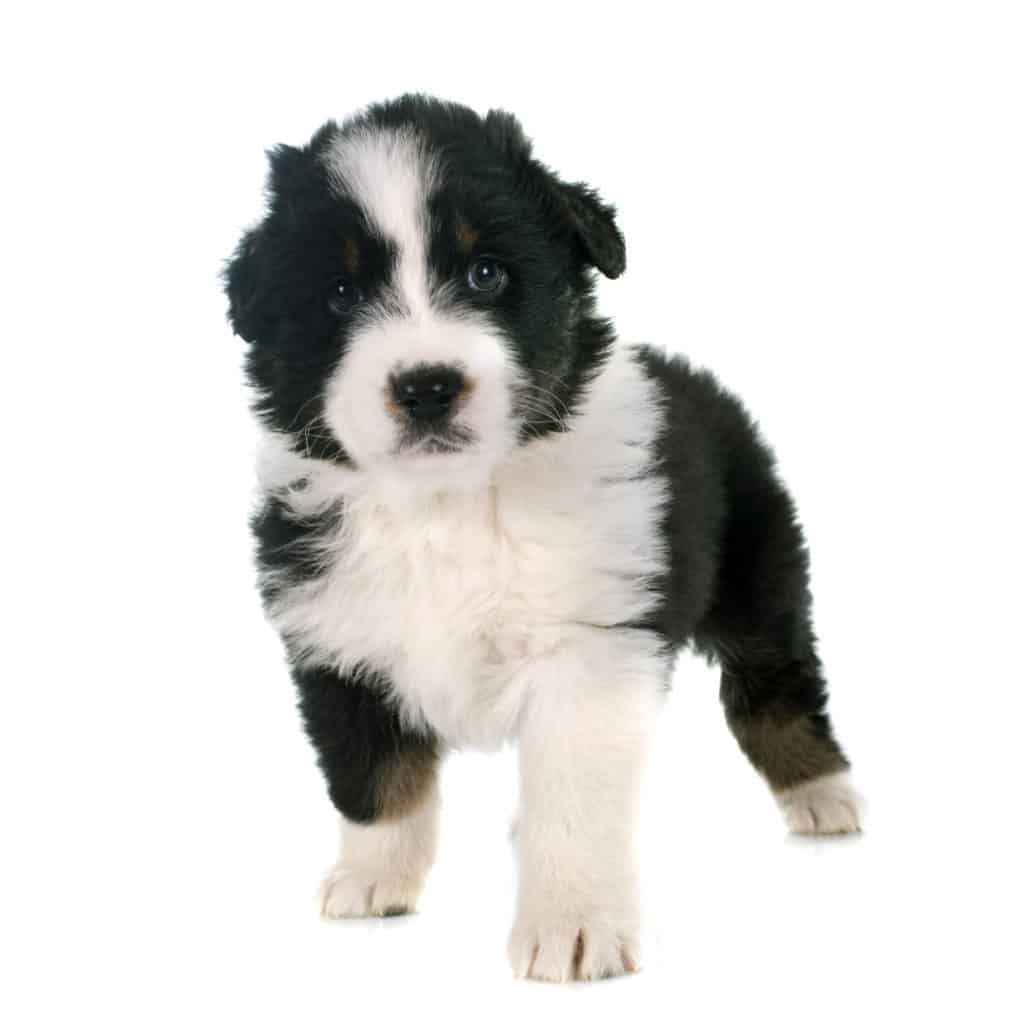 🦴 Best Food for Australian Shepherd Puppy in 2020 🦴 GoodPuppyFood