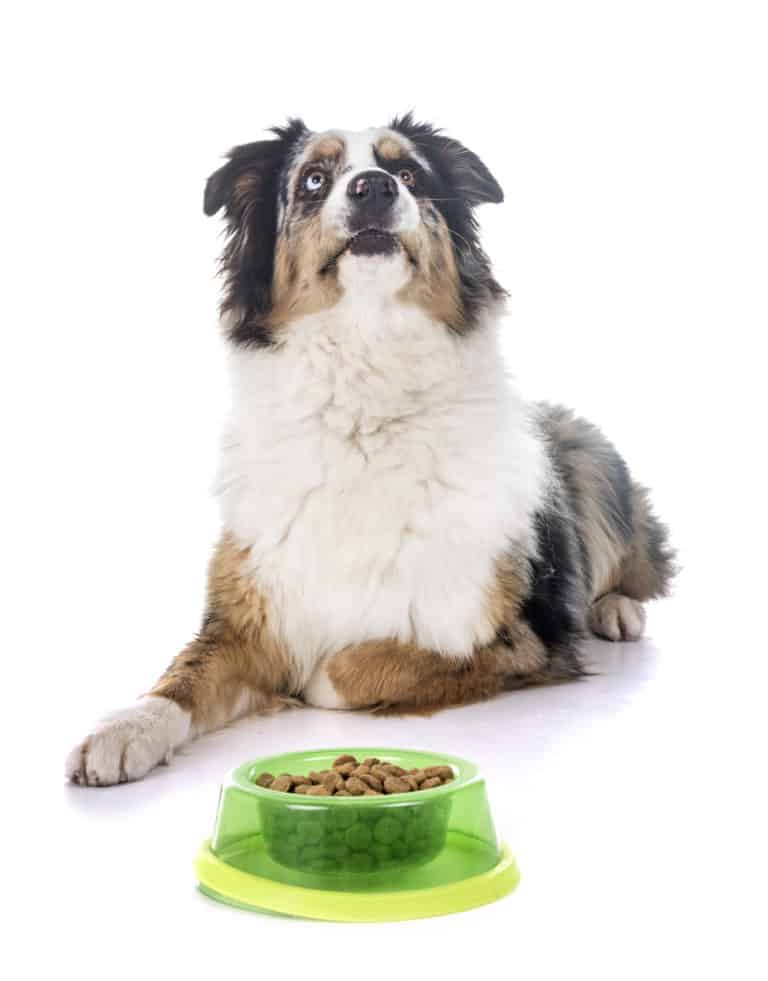 ? Best Food for Australian Shepherd Puppy in 2024 ? GoodPuppyFood