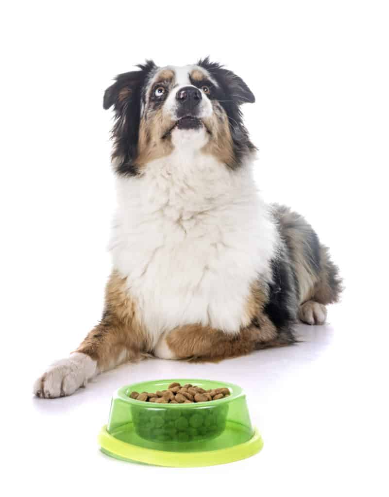 are carrots good for a australian shepherd