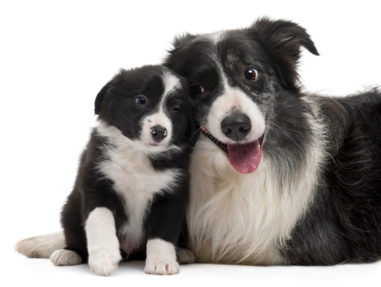 ? Best Dog Food for Border Collies & Puppy in 2024 ? GoodPuppyFood