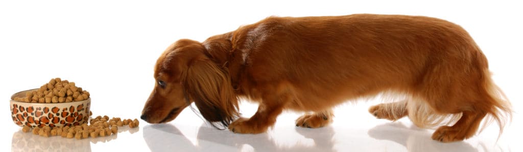 best dog food for dachshunds