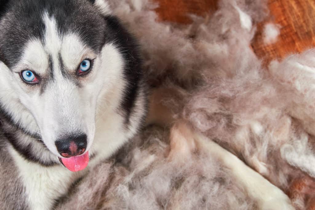 best dog food for dry skin and shedding