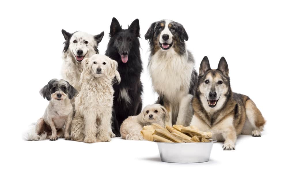 best dog food for senior dogs