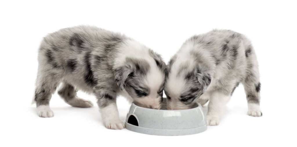 best food for australian shepherd puppy