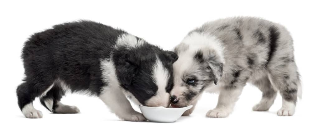 best food for border collie puppy