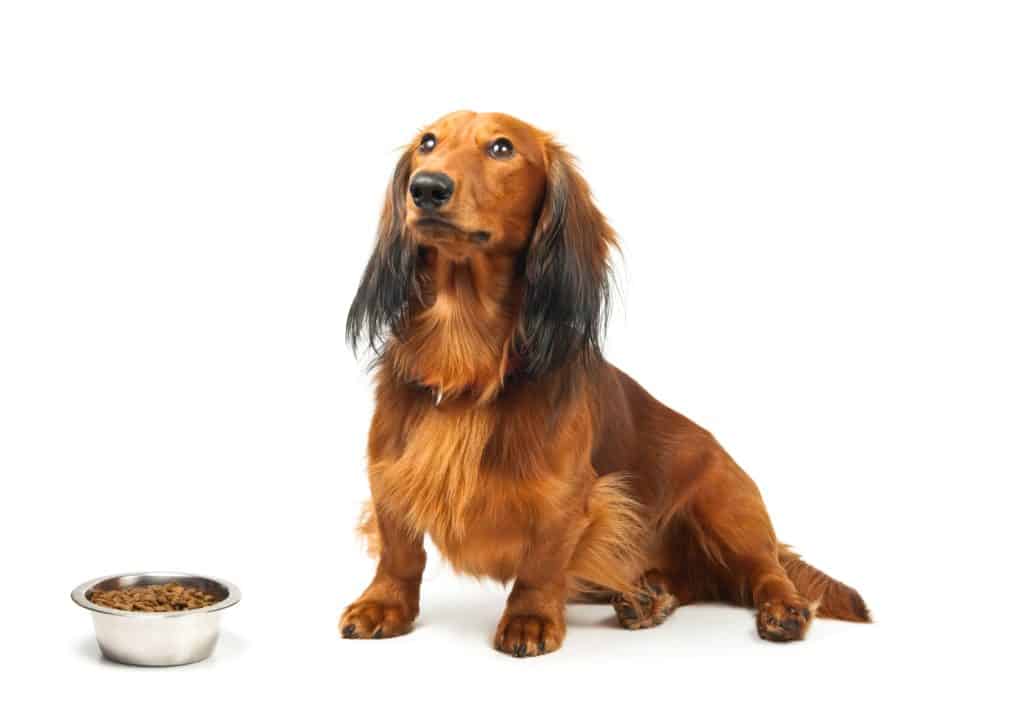 what is the best food to feed a dachshund