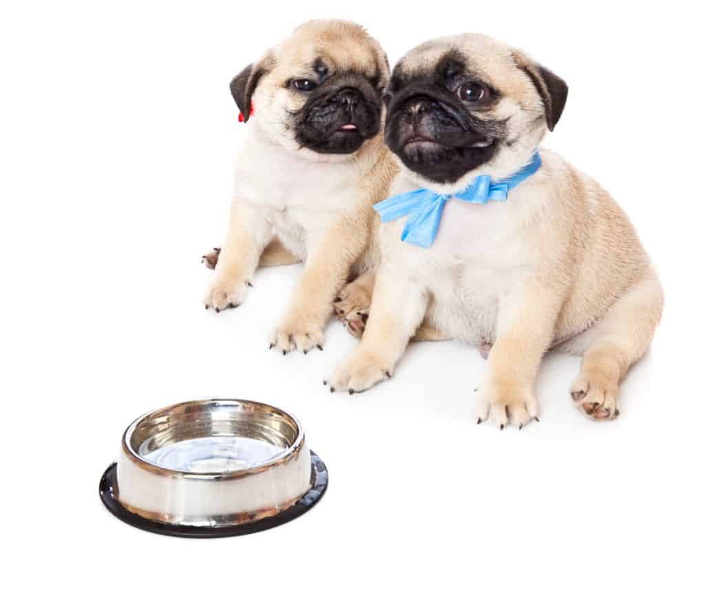 how to feed pug puppy