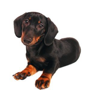 best puppy food for dachshunds