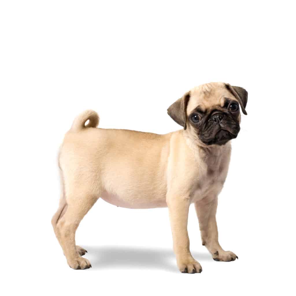 Best Food for Pug Puppies & Pug Dog Food 2021 🦴 GoodPuppyFood