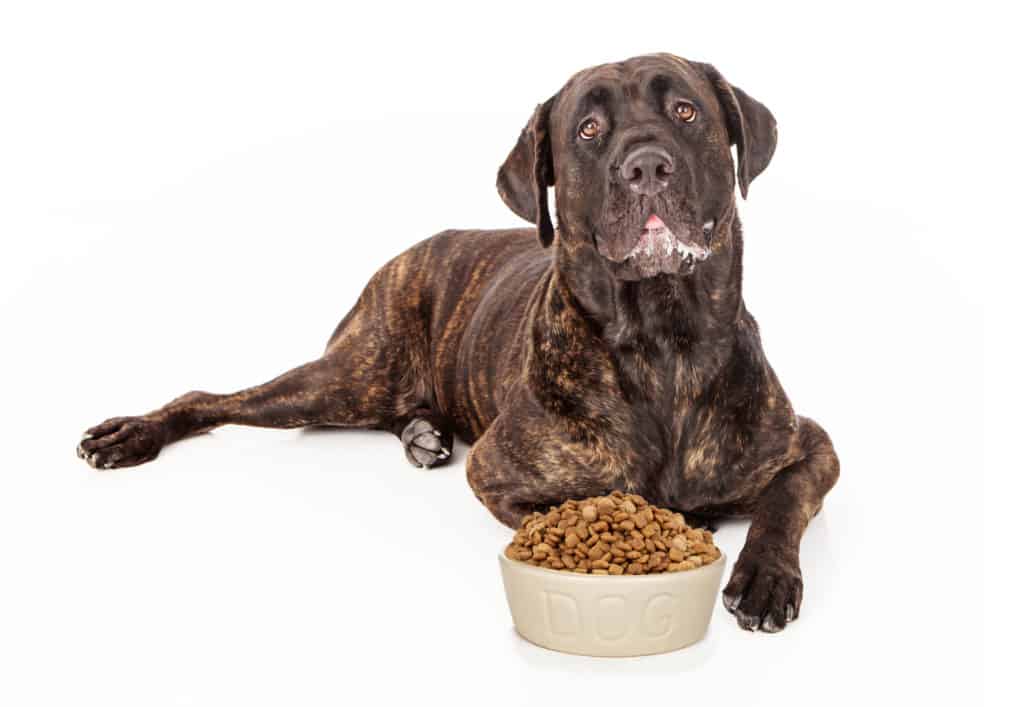 best dog food for cane corso
