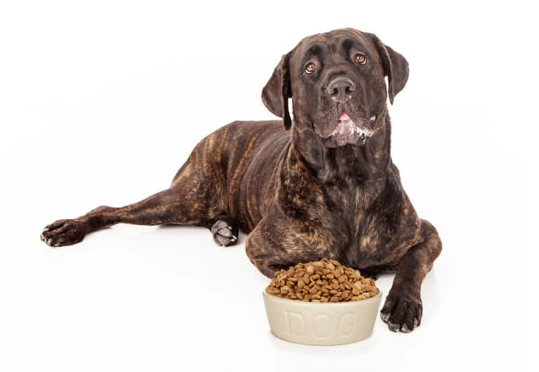 ? Best Dog Food for Cane Corsos & Puppy in 2024 ? GoodPuppyFood
