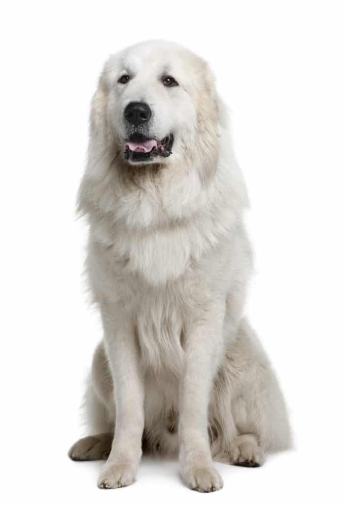 great pyrenees puppy feeding