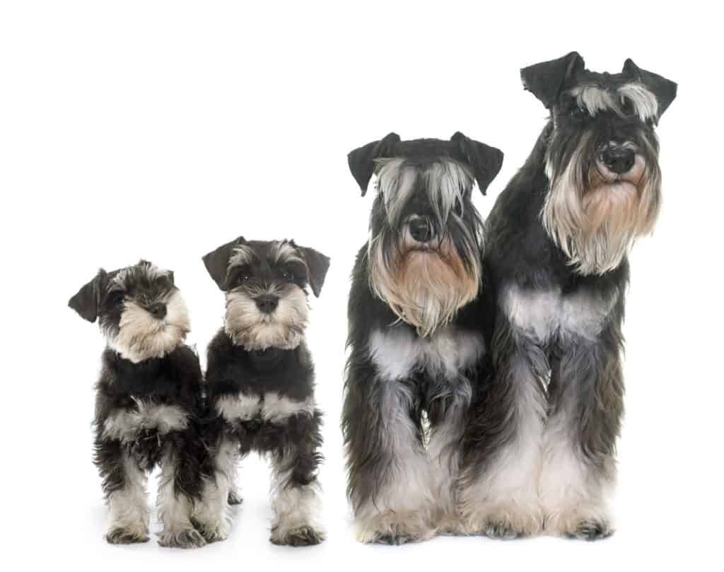 best dog food for miniature schnauzer puppy