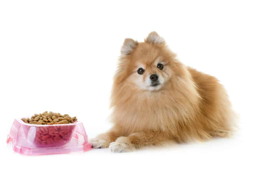 Best dog food for pomeranians 2019 sale