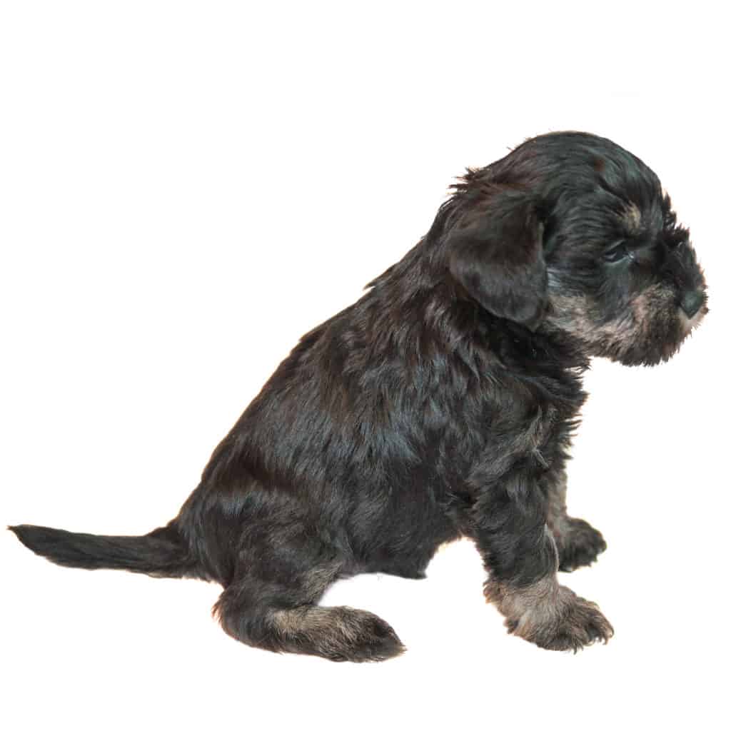 best dog food for miniature schnauzer puppy