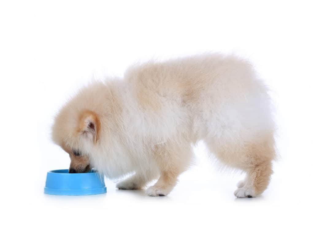 Best dog food for pomeranians outlet 2019