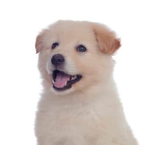 best puppy food for great pyrenees