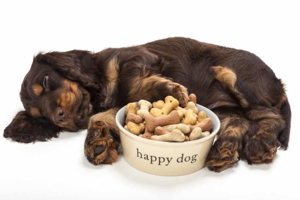 best dog food for cocker spaniel