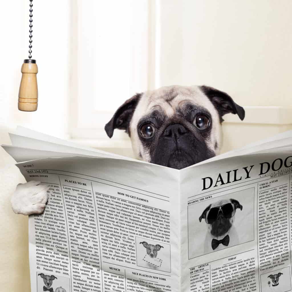 Best Dog Food for Firm Stools 🦴 Loose Stool 🦴 GoodPuppyFood