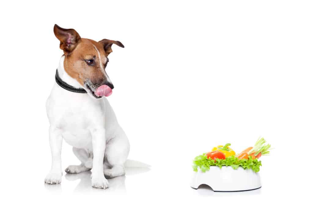 what is the best vegetarian dog food