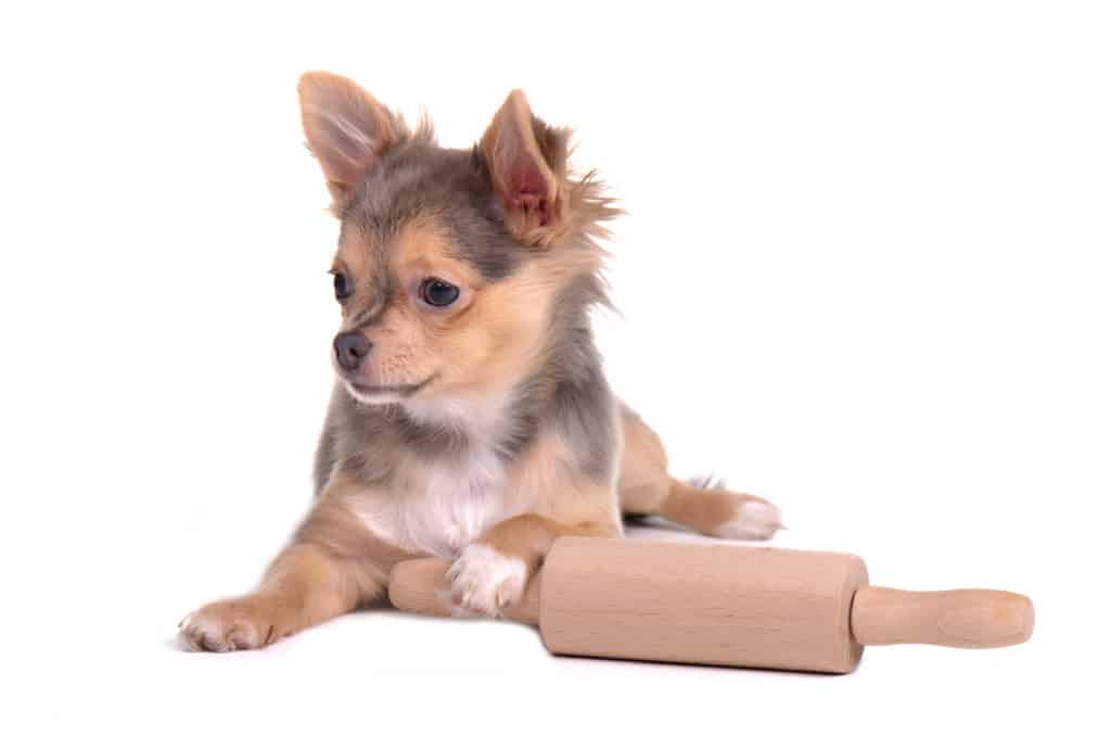 homemade puppy food recipes