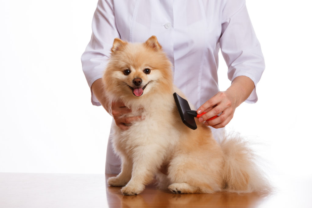 Top 10 Best Dog Brushes For Shedding Short Hair Goodpuppyfood
