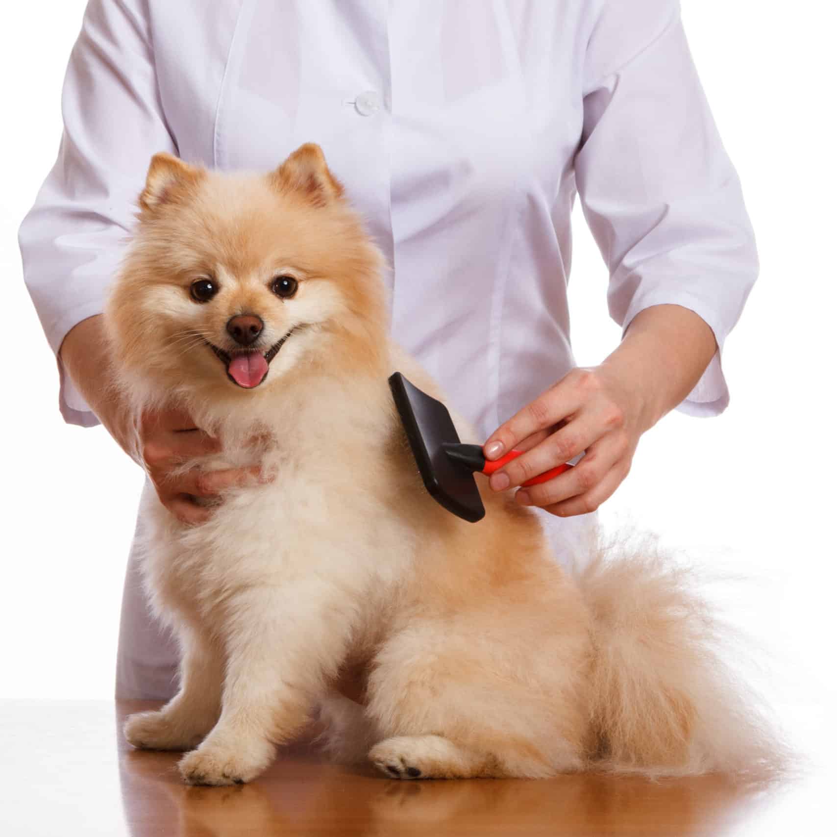 dog hair brush for short hair